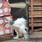 ديك برهما للبيع العمر 5 شهور الصوره قديمه