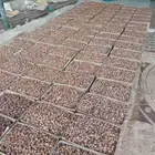 يوجد لدينا حشف حلال ويوجد تمر عجاين