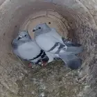 حمام زاجل ايس مقنبر