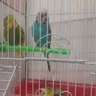 3 بادجي للبيع
