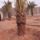 نخيل عربي نقايل صقعي اخلاص شيشي حلوه سكري نخل وفسايل هلالي