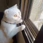 قط سكوتش ابيض نضيف و لطيف يحب العب و مرا هادي