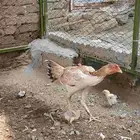 دجاجه باكستاني
