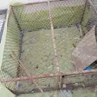 شبك