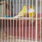 ازواج قولدن فنش