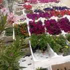 تنسيق حدائق