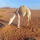 بكره لبانيه للبيع