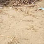 سيف نخل للبيع حمله اليونيد 200 ريال