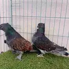 زوج حب رمان بفرخه