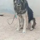 كلب جرمان للبيع اليف عمره تقريبا سنه ونص سليم من الامراض