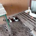 بط للبيع الخبر