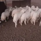 طليان للبيع