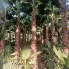 مطلوب مزرعه للاجار او اشركه عقد طويل نشاطي مشتل نخيل وشنطن