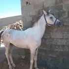 حصان شعبي كفوا للبيع