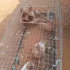 البيع حمام كنوق اجواز