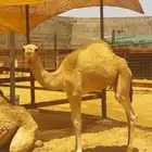 قعود لباني فل شحم. تم البيع