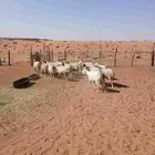 غنم للبيع مقاني