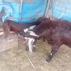 معزاء للبيع