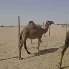 نياق لقح وفيها خلفه عشرا حمر زينات بالحيل وكفو