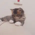 قطه للبيع.نوع شيرازي العمر شهر ونص .لعوبه