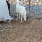 نعجه ذبيحه السن فوق السديس