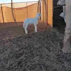 خروف مشروع فحل