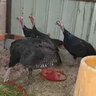 دجاج رومي