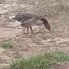 وز. بلدي زوج شرط