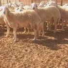 اعرض لكم غنم مراح واحد