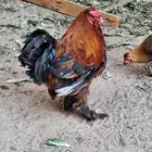 ديكة ودجاج براهما مهجن مع بلدي