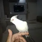 طير كروان اليف هدد داخلي يطاردك لو رحت ويحب الكتف