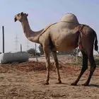 ناقه اركه للبيع