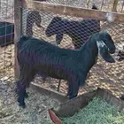 جفره سمين فال الفل