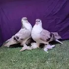 جوز شيرازي فخم