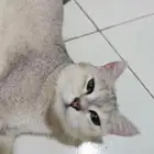 للبيع قطة سكوتش ستريت