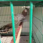 حمام صنعاني