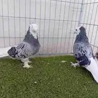 زوج طواقي مشنكل دبل كرست