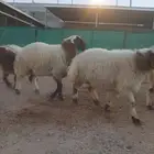 طليان نعيمي