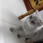قطه شيرازي