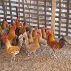 شرط مرصوص ا ر ط ى