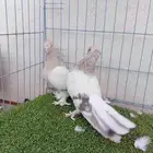 طبه اورفلي خطين دبل كرست