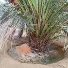 نخل جثايث مثمره