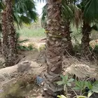 زراعيه