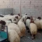بهم نعيم العدد خروف صافي