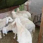 هرافي حري