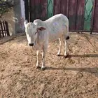 عجل للبيع في العيدابي
