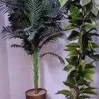 شجر زينه نظيف