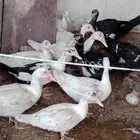 بط للبيع وادي دواسر
