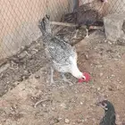 دجاج