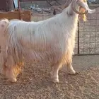 2 تيوس